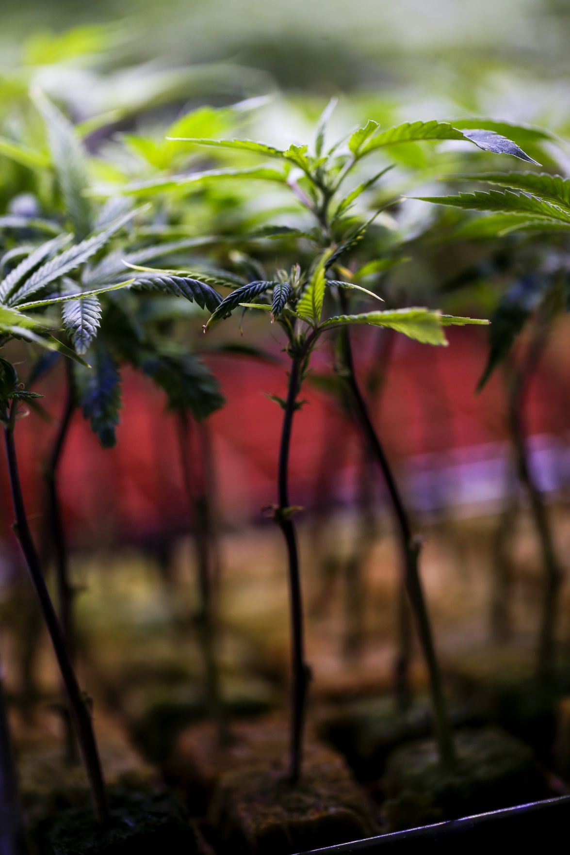 20210919_MET_WEED
